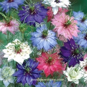 Maciji Brkovi (Nigella damascena)...