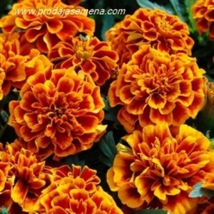 Niska Kadifa Tagetes-Cveta do mrazeva...