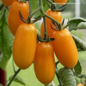 Tomato Taiko-Izuzetna rodnost biljke i slast plodova.