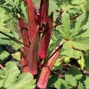 Crvena Bamija-Zdrava,ukrasna(35-45 dana veg)..