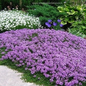 Violet Nano Planicak-Lep niski i mirisni cvet..