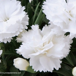 White Chabaud Karanfil-Izuzetno lep i nezan cvet..