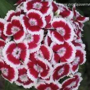 Turski Karanfil Crveno-Beli (Dianthus barbatus Red picotee)-Izuzetno mirisnih cvetova.