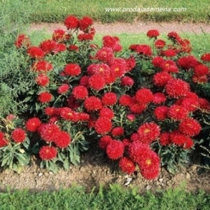 Aster Princes crvena(lepa kata) -Visoka bastanska cvetnica...