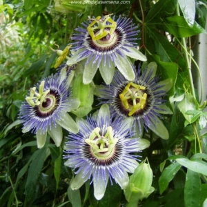 Hristov Venac(passiflora caerulea)-Penjacica,Cvet sa mirisom vanile..