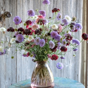 Skabijoza-(Scabiosa atropurpurea)oko 70 sem-Visoka cvetnica,prelepih boja,odlicna za bukete.