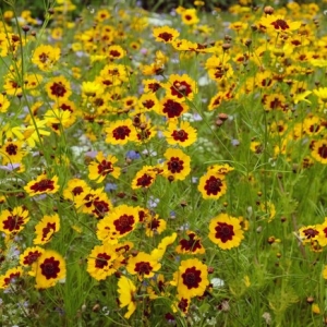 Carsko Oko (Coreopsis tinctoria)-Izuzetno lepa biljka,sa mnostvom cvetova.