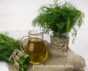 Domaca Aromanticna Mirodjija (100 organska semena)-Lekovita,odlican dodatak konzerviranju..