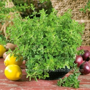 Grcki Origano(poslednje zalihe)-Jači od kultivisanog origana...