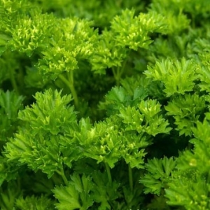 Persun Kovrdzavi (Petroselinum crispum)-Vas lek i zacin u basti ili saksiji...