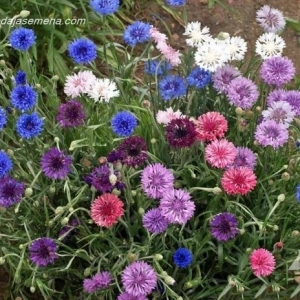 Razlicak mix (Centaurea Imperialis)-Vrlo dekorativan,odlican za bukete,lako se siri i razmnozava.