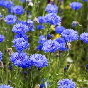 Razlicak Plavi (Centaurea Cyanus)-Visoki plavi cvet,pogodan za suve i sveze bukete..