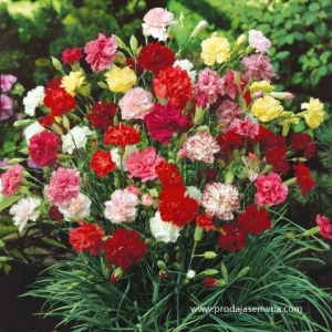 Šabo Karanfil (Dianthus caryophyllus) -Sorta specificno krupnih i visebojnih cvetova.