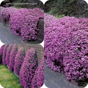 Saponarija Rosa-Idealna biljka za kamene,zidove i kamenjare...
