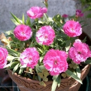 Šabo Roze Karanfil (Dianthus caryophyllus)-Pogodan za baste i zardinjere.