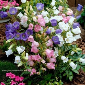 Zvoncici Mix (Campanula medium)-Dvogodisnja cvetnica,odlicna za rezani cvet.