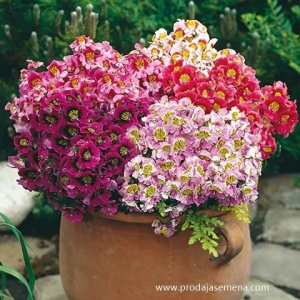 Andjeoska Krila-Schizanthus (11 vrsti cveca)-Mix prelepih cvetnica..