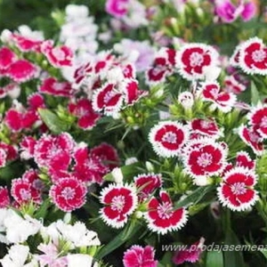 Kineski Karanfil (Dianthus chinensis)-Odlican kao saksijska i sobna biljke..