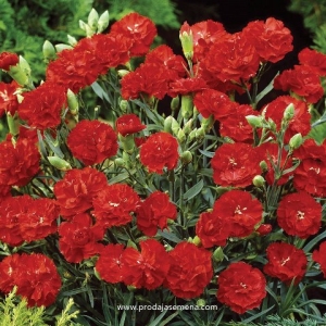 Šabo Crveni Karanfil (Dianthus caryophyllus)-Mirisni dupli cvetovi..