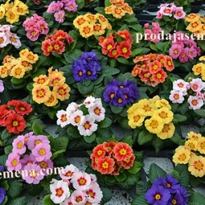 Jagorcevina (primula)-Prelepi cvet za rano prolece..