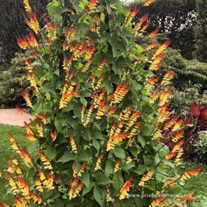Ipomoea Lobata (Jungle Queen) -Loza,zbun prelepih sarenih cvetova.