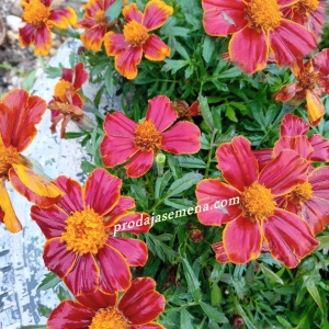 Kadifa Red glow (Tagetes Tenuifolia)