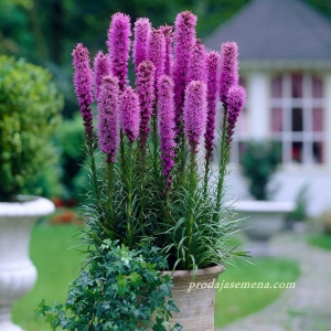 Liatris Ruzicasti-Ljubicasti-Visegodisnja biljka ,50-80cm...