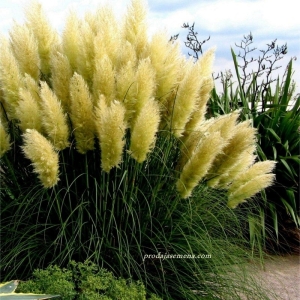 Sadnica(20+cm),Pampas trava Grass Bela (Cortaderia seloana).