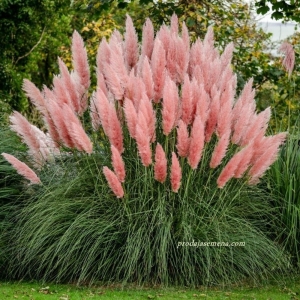 Pampas trava Grass Pink (Cortaderia seloana)..