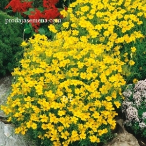 Signet Kadifa lulu -lemon- Tagetes tenuifolia...