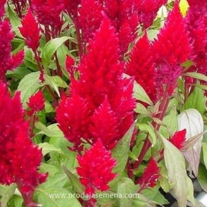 Petlova Kresta crvena (celosia red 100+ sem)...