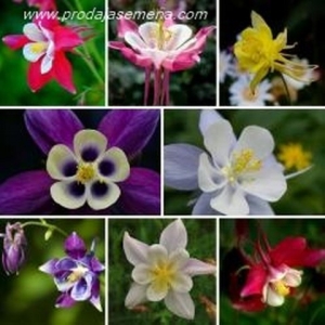 Mckana Hybrids Columbine Mix-Visegodisnje cvetnice..
