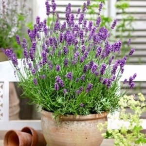 Sadnica Lavanda (manja sadnica ,slika 2).