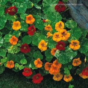 Niski Dragoljub (Tropaeolum nanum)-Stiti povrce,Lekovita biljka..