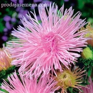 Lepa kata Pajkovska igricasta zvezda Roze..