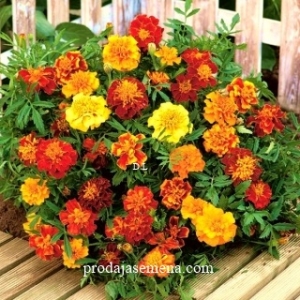 Francuska Kadifa mix (50+ sem) Tagetes patula L..