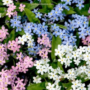 Spomenak Mix (Myosotis alpestris)-Niskorastuca trajnica..