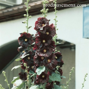 Crni Ukrasni slez (Black Hollihock)..