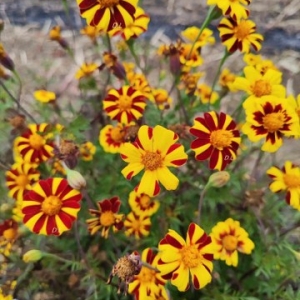 Meksicka Kadifa Visoka(Tagetes erecta)-Izuzetno lepih cvetova..