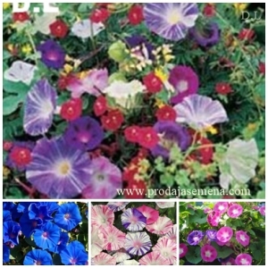 Ekskluzivani Ladolez Mixed Varieties (60 sem)-Mesavina brzorastuce loze..