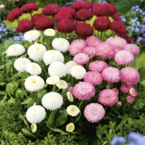 Margarita Bellis perennis-Ukrasna i lekovita..