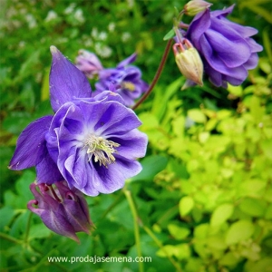 Kandilica (Aquilegia)-Visegodisnji prelepi cvet..