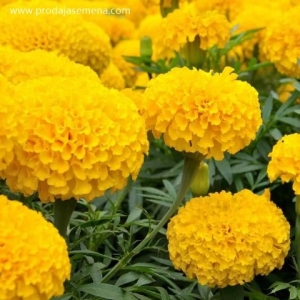 Visoka Zuta Kadifa(Tagetes erecta) 50+ sem-Odlicana za rezani cvet..