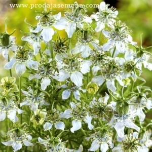 Crni kumin (Nigella sativa)-Leci sve..