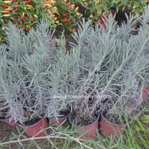 Lavanda-Dobro uziljena,sa vise izdanika..