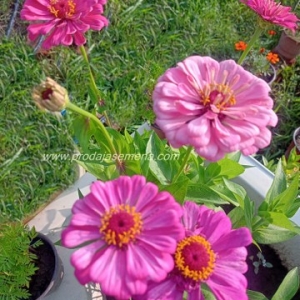 Cinija Roze@Pink-Veoma krupnih cvetova(12-15cm)...