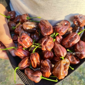 Habanero (Rasad,slika 2) Chocolate Chili (350.000 Scoville)..