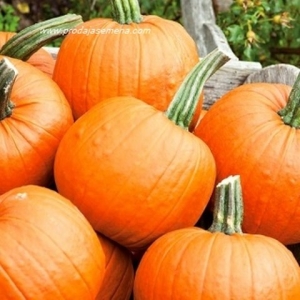 Halloween Bundeva(jestiva)..