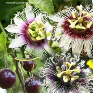 Marikuja (Passiflora edulis)-Ukusna,zdrava i dekorativna.