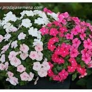 Nana Rosa Vinca Mix-Niska mirisna cvetnica..